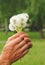 Dandelions white fluffy female hands outside park