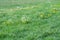 Dandelions and wild carrots in a meadow