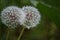 Dandelions Wild flowering plant