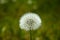 Dandelions with the wind in the field