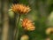 Dandelions wither little macros in the woods for design and wallpaper