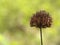 Dandelions wither little macros in the woods for design and wallpaper