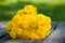 Dandelions on wooden garden table