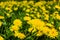 Dandelions yellow flowers on the field