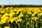 Dandelions yellow flowers on the field summer blue sky