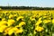 Dandelions yellow flowers on the field summer blue sky