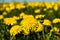 Dandelions yellow flowers on the field summer blue sky