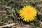 Dandelionï¼ˆTaraxacum mongolicum Hand.-Mazzï¼‰