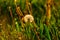 Dandellion blowball in summer grass stands alone backlit
