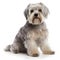 Dandie Dinmont Terrier breed dog isolated on a clean white background