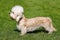 Dandie Dinmont Terrier in a garden