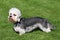 Dandie Dinmont Terrier on a green grass lawn