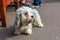 Dandie Dinmont Terrier at the leash