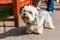 Dandie Dinmont Terrier at the leash