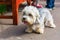 Dandie Dinmont Terrier at the leash