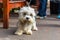 Dandie Dinmont Terrier at the leash