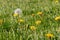 Dandilion blooms in lawn ready to start seeding