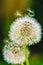 Dandilion in the breeze