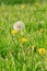 Dandilion going to seed in a spring lawn