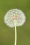 Dandilion & x28;Taraxacum& x29;