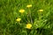 Dandilion Taraxacum officinale growing in a grass lawn.