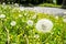 Dandilion and weeds on ground near road.