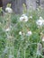 Dandilions in the field