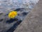 Dandlion flower breaking through concrete, thirst for life concept