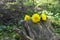 Dandy lion bloom in garden