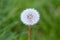 Dandylion seed head