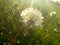 Dandylion seed head lit up brightly by the late afternoon sun