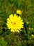 Dandylion seeking the afternoon sun on a bed of green