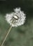 Dandylion Weeds