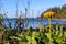 Danelion weeds in front of ocean