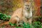 Danger Cougar sitting in the green forest. Big wild cat in the nature habitat. Puma concolor, known as the mountain lion, puma, p