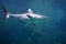 Danger Grey Reef Shark in the ocean