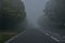 Danger road on a foggy, autumn day. Road through the autumn forest.