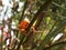 Danger thorns of tropical plant authentic shot in garden selective focus