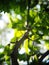 Danger thorns of tropical plant authentic shot in garden selective focus