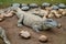 And dangerous alligator in mud surrounded fearless turtles near the stone-edged lake.