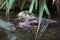 Dangerous alligator swimming in the water in the zoo