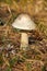 Dangerous Amanita phalloides