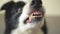 Dangerous angry dog. Aggressive puppy dog border collie baring teeth fangs looking aggressive dangerous. Guardian