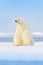 Dangerous bear sitting on the ice, beautiful blue sky. Polar bear on drift ice edge with snow and water in Norway sea. White