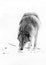 Dangerous beast hunting sniffs prey. Gray wolf female in the snow, beautiful strong animal in winter. black and