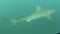 Dangerous big Tiger Shark Underwater Video