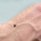 Dangerous biting insect on background of epidermis detail. Disgusting carrier of infections. Tick-borne diseases