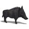 Dangerous black boar is stiff-bristled