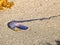 Dangerous bluebottle Portuguese man o` war jellyfish animal on sand beach. Dead blue colour sea ocean jelly fish with long