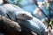 Dangerous Bluish White Snake on Tree Branch in Forest Jungle on Bright Day